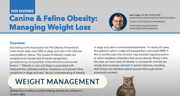 Canine-&-Feline-Obesity-Managing-Weight-Loss