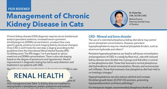 Management-of-Chronic-Kidney-Disease-in-Cats