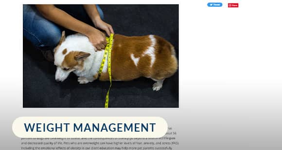 Obesity-Affects-More-Than-a-Pet's-Physical-Health