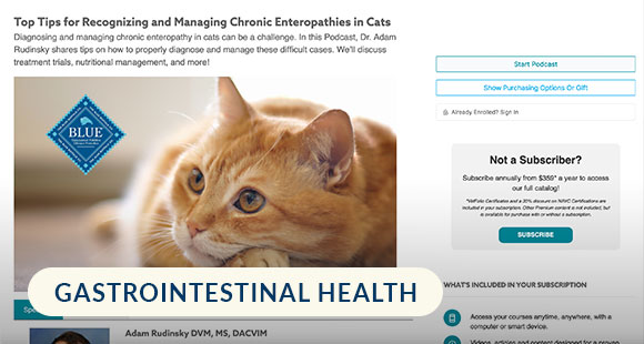 Top Tips for Recognizing and Managing Chronic Enteropathies in Cats